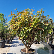 Mahonia media 'Charity' 200-250 cm container 80 stam