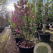 Magnolia 'Susan' 200-250 cm container extra