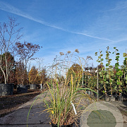 Miscanthus sinensis A kwaliteit 15L