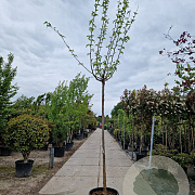 Morus alba 'Fruitless' 220 cm stam container 18-20 lei 150x120