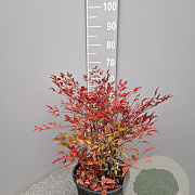 Nandina domestica 40-60 cm 10L
