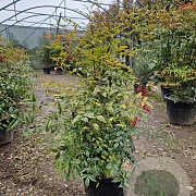 Nandina domestica 60-80 cm 25L