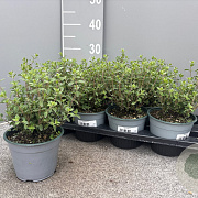 Origanum majorana P14
