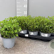 Origanum vulgare P14