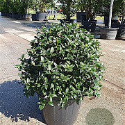 Osmanthus burkwoodii 50-60 cm 35L bol