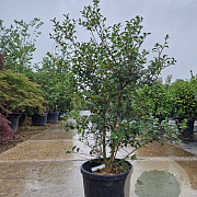 Osmanthus burkwoodii 80-100 cm 2,5L