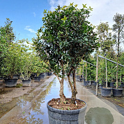 Osmanthus fortunei 160-180 cm container solitair