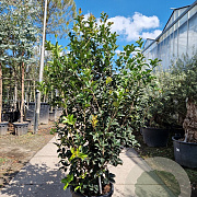 Osmanthus heterophyllus 150-175 cm 35L