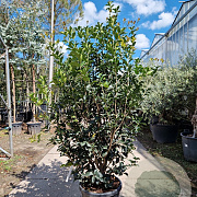 Osmanthus heterophyllus 175-200 cm 35L