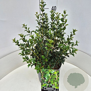 Osmanthus heterophyllus 40-50 cm 10L