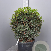 Osmanthus heterophyllus 80 cm 45L bol