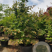 Parrotia persica 250-300 cm container meerstammig extra