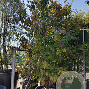Parrotia persica 400-450 cm container solitair
