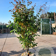 Parrotia persica 'Vanessa' 200-250 cm container meerstammig extra