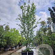 Parrotia persica 'Vanessa' 350-400 cm container extra