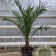 Phoenix canariensis 140-160 cm 20L