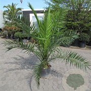 Phoenix canariensis 150-160 cm 14L piramide