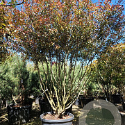 Photinia fraseri 'Robusta Compacta' 250-300 cm cont. 150L Parasol