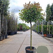 Photinia fraseri 'Red Robin' 100 cm stam container 60-80 bol