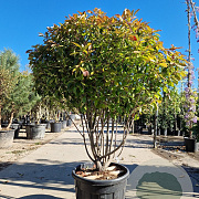 Photinia fraseri 'Red Robin' 125-150 cm cont. 95L