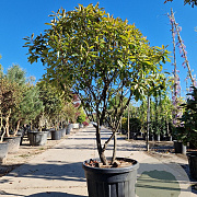 Photinia fraseri 'Red Robin' 150-175 cm cont. 95L paraplu