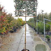 Photinia fraseri 'Red Robin' 160 cm stam container 10-12 lei 150x120