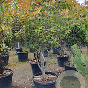 Photinia fraseri 'Red Robin' 175-200 cm cont. 95L