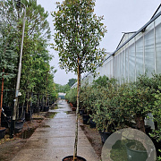 Photinia fraseri 'Red Robin' 180 cm stam 45L 12-14