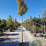 Photinia fraseri 'Red Robin' 180 cm stam 45L 8-10