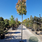 Photinia fraseri 'Red Robin' 200 cm stam 45L 10-12