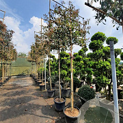 Photinia fraseri 'Red Robin' 200 cm stam container 8-10 lei 150x120