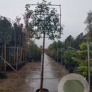 Photinia fraseri 'Red Robin' 200 cm stam container 18-20 lei 150x120