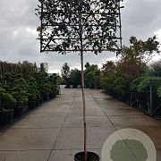 Photinia fraseri 'Red Robin' 200 cm stam container 16-18 lei 150x150