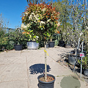 Photinia fraseri 'Red Robin' 90 cm stam container bol