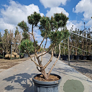 Pinus mugo pumilio 100-125 cm container paraplu