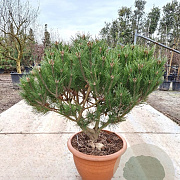 Pinus nigra Brepo 70-80 cm container paraplu