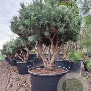 Pinus sylv. 'Watereri' 125-150 cm cont. 160L meerstammig