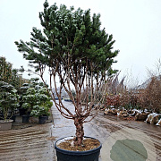 Pinus sylv. 'Watereri' 200-250 cm cont. 175L