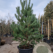 Pinus sylvestris 200-250 cm container meerstammig extra