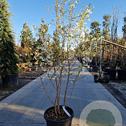 Prunus 'The Bride' 175-200 cm 35L meerstammig