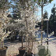 Prunus 'The Bride' 250-300 cm container meerstammig