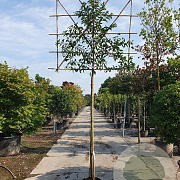 Prunus l. 'Angustifolia' 10-12 cm container LEIVORM 200 cm stam