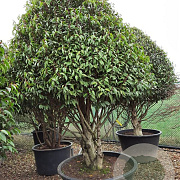 Prunus l. 'Angustifolia' 275-300 cm container kegel