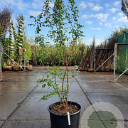 Prunus subh. 'Autumnalis Rosea' 200-250 cm container meerstammig extra