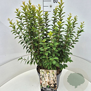 Prunus tomentosa 50-60 cm 20L