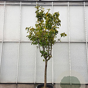 Pyrus pyrifolia 100 cm stam container 25-30