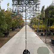 Pyrus salicifolia 'Pendula' 180 cm stam container 12-14 leiboom
