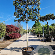 Quercus ilex 100 cm stam container 10-12HO
