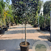 Quercus ilex 100 cm stam container 14-16 lei 100x100