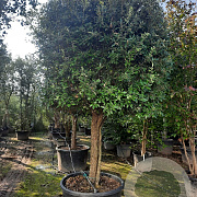 Quercus ilex 100 cm stam container 35-40 cilinder